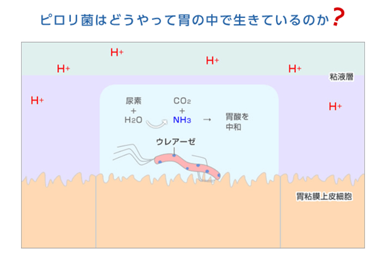 ピロリ菌はどうやって胃の中を生きているのか？